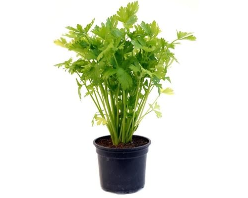 Celery vegetable seeds Green vegetable seeds for Home Gardening, Healthy Culinary Garden Variety for kitchen garden planting