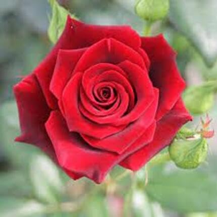 Red Rose Flower Seeds