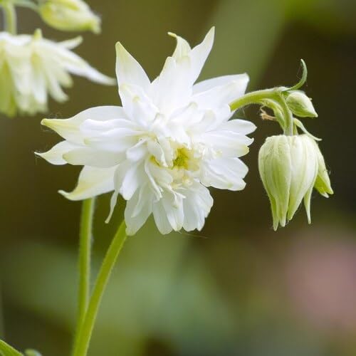 White Double aquilegia Flower Seeds