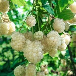 new fresh blackberry fruit white unique blackberries for your garden Fruit seeds