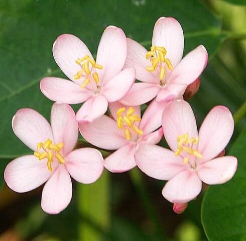 Pink Jatropha Flower Seeds