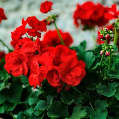 Red Geranium Flower Seeds