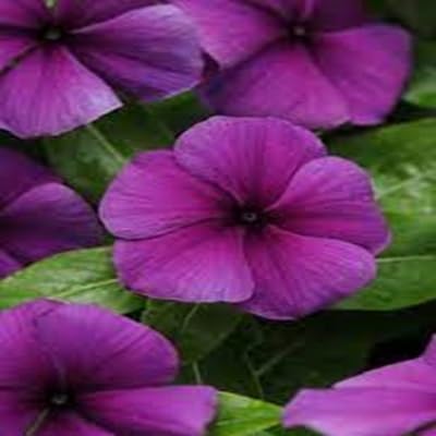Vinca Flower Seeds