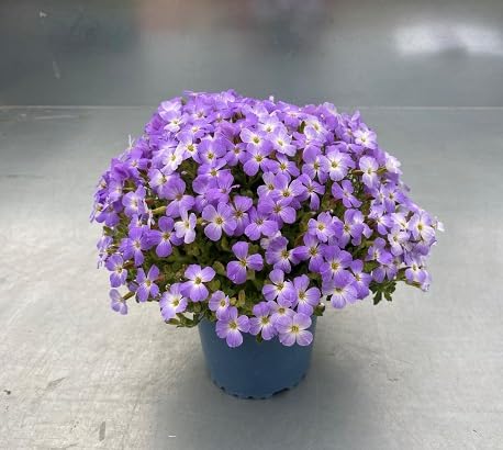 Aubrieta Flower Seeds