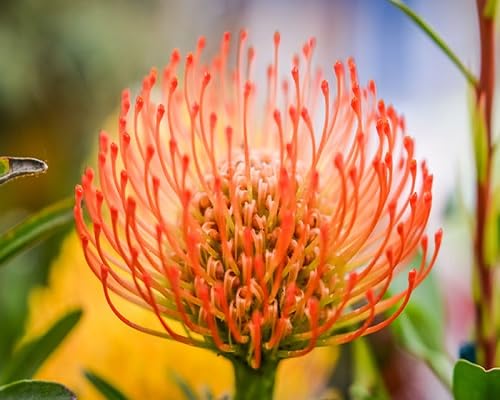 Orange Protea Flower Seeds