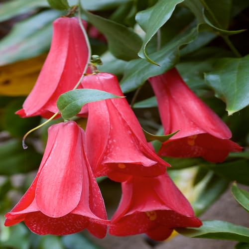 White Lapageria rosea Flower Seeds