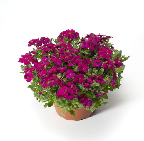 Red Aubretia Flower Seeds