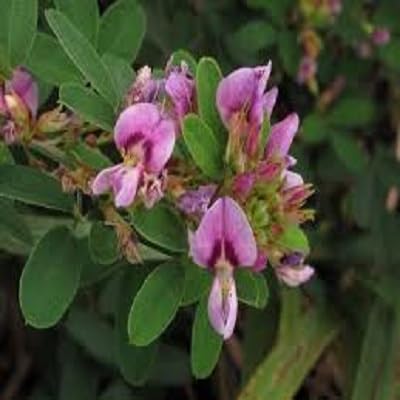 Pink Lespedeza Flower Seeds