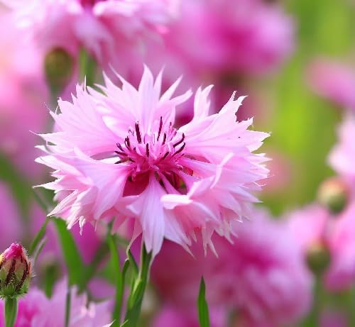 Pink Centaurea Cyanus Flower Seeds