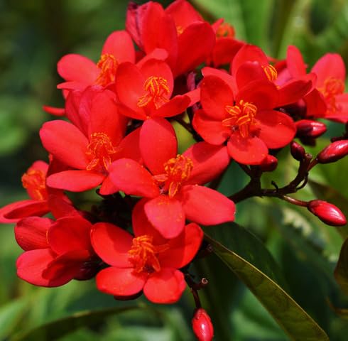 Red Jatropha Flower Seeds