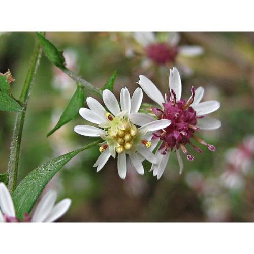 Pink White Lateriflorus Flower Seeds