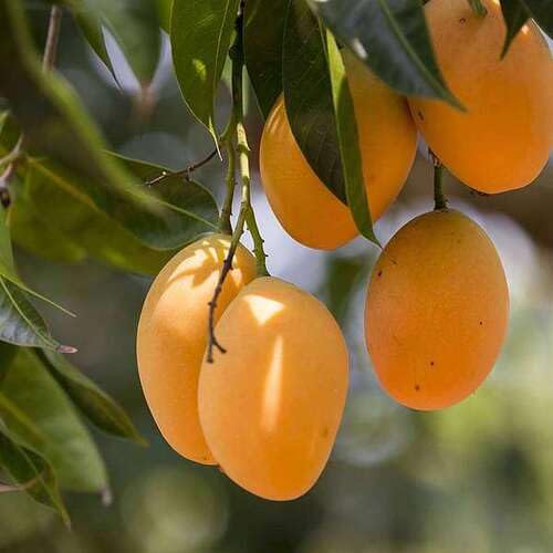 Yellow Mango fruit seeds for organic garden planting