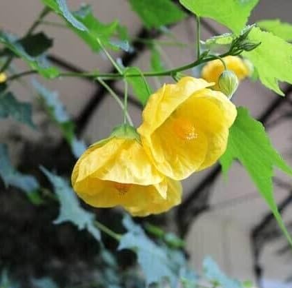 Yellow Abutilon Flower Seeds