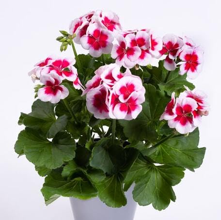 Pink White Geranium Flower Seeds