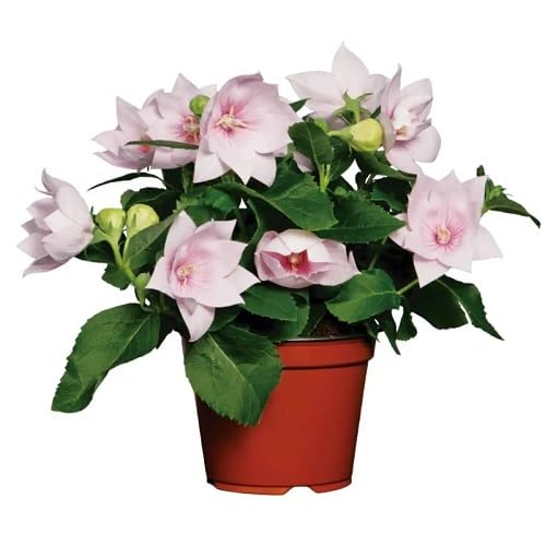 Pink Pale Platycodon Flower Seeds