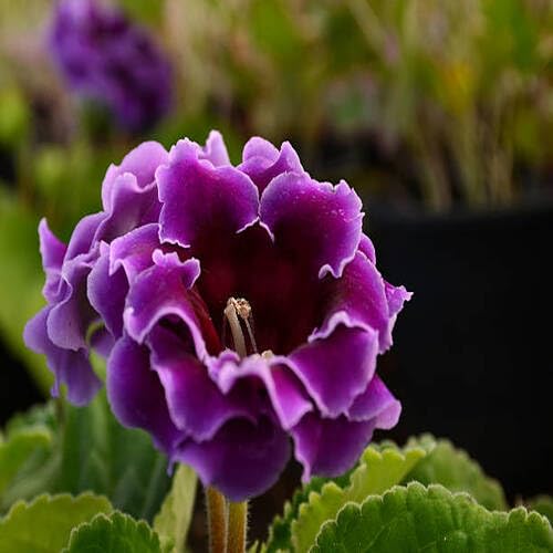 Violet Gloxinia Flower Seeds