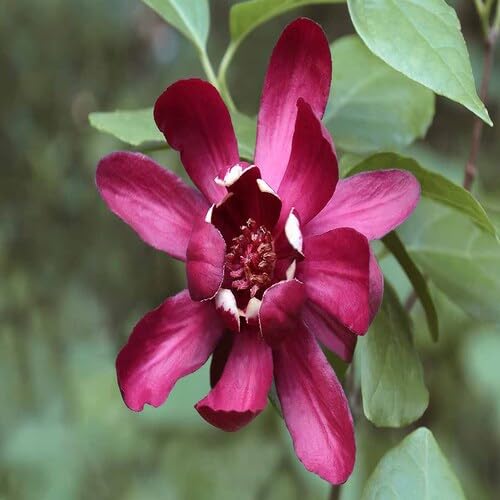 Pink Calycanthus Flower Seeds