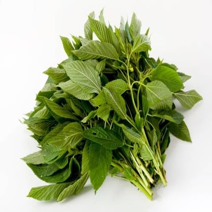 Green Callaloo vegetable seeds for Home Gardening, Heirloom, Non-GMO, High Germination for kitchen garden planting