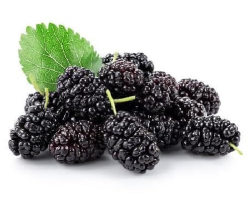Black Mulberry . Fruit Seeds organic garden seeds