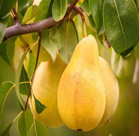Yellow Pear fruit seeds for organic garden planting