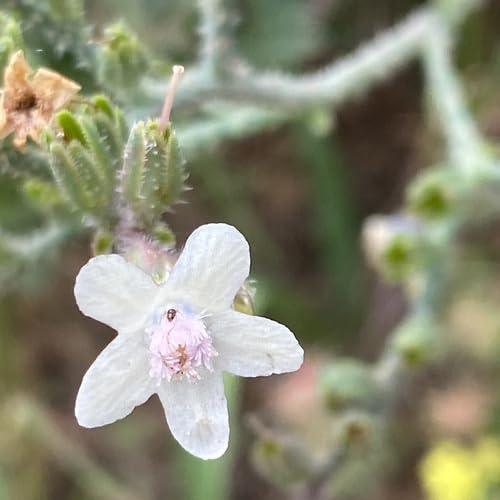 White Anchusa Flower Seeds