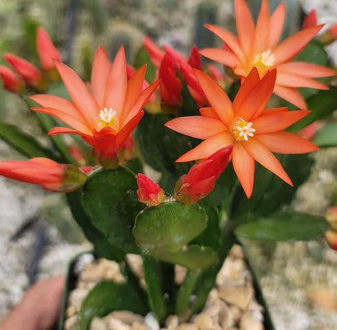 Orange Schlumbergera Flower Seeds