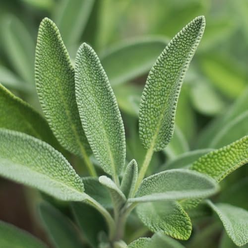 Sage Plant Seeds herb seeds - sustainable gardening, high germination garden seeds