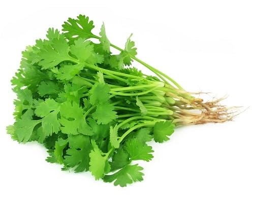 Green Coriander Plant Seeds herb seeds - kitchen garden, terrace planting garden seeds