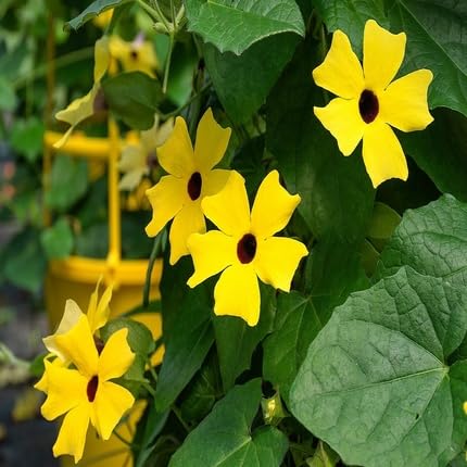 Thunbergia Flower Seeds