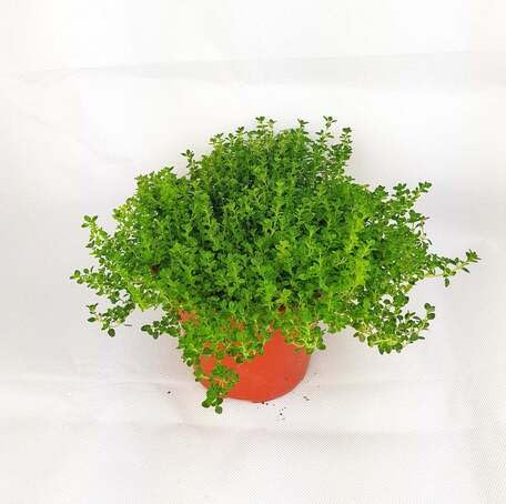 Green Thyme Plant Seeds herb seeds - fresh harvest, sustainable gardening garden seeds