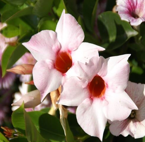 Pink White Mandevilla Flower Seeds