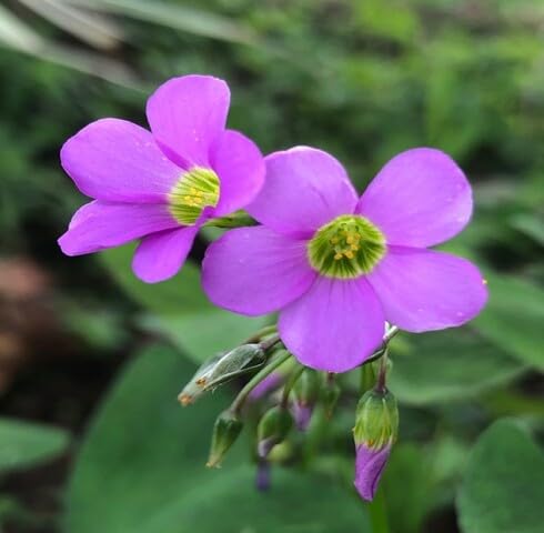 pink oxalis acetosella flower