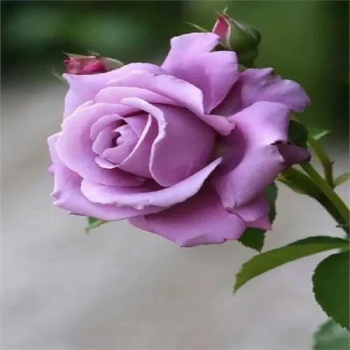 Lavender Rose Flower Seeds