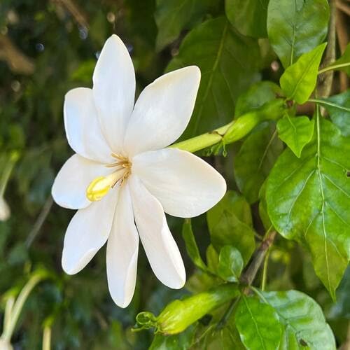 White Gardenia Thunbergia Flower Seeds