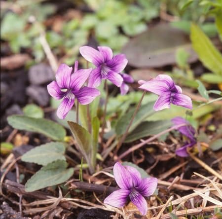 Torenia Wishbone Flower Seeds