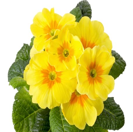 Yellow Primrose Flower Seeds