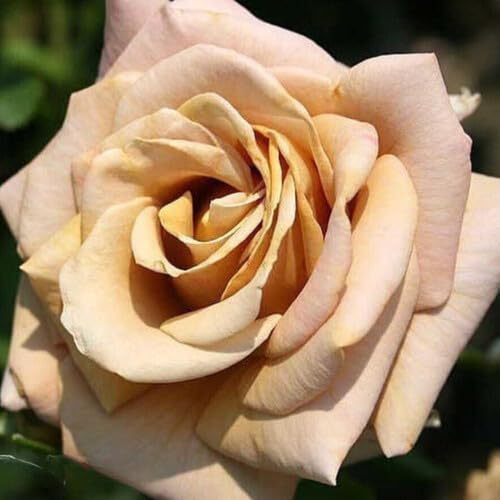 rose flower seeds brown