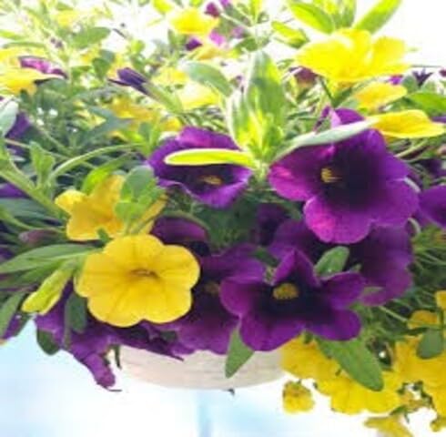 Yellow Violet Calibrachoa Flower Seeds