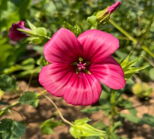 Red Argyranthemum Flower Seeds