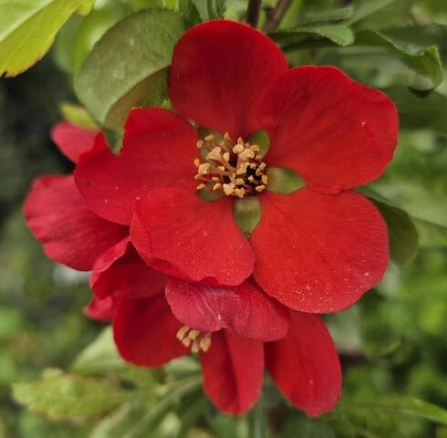 Red Chaenomeles Flower Seeds