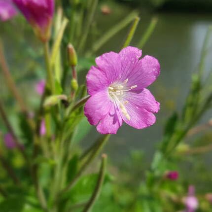 Pink Epilobium parviflorum Flower Seeds