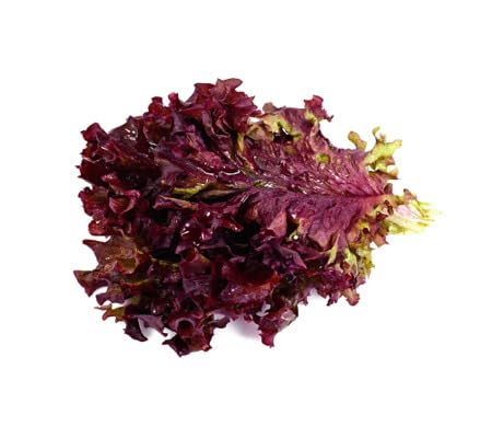 Lettuce vegetable seeds for Home Gardening, Premium Kitchen Garden Planting Premium for kitchen garden planting