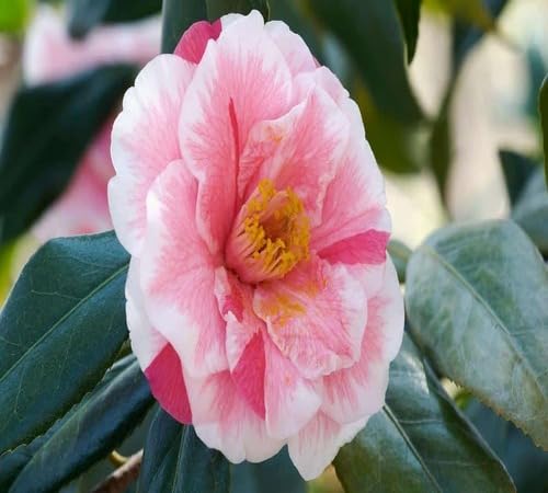 Pink Camellia Flower Seeds