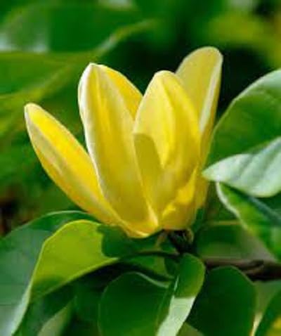 Yellow Soulangiana Flower Seeds