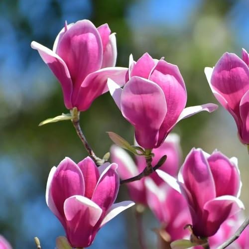 Pink Magnolia Flower Seeds