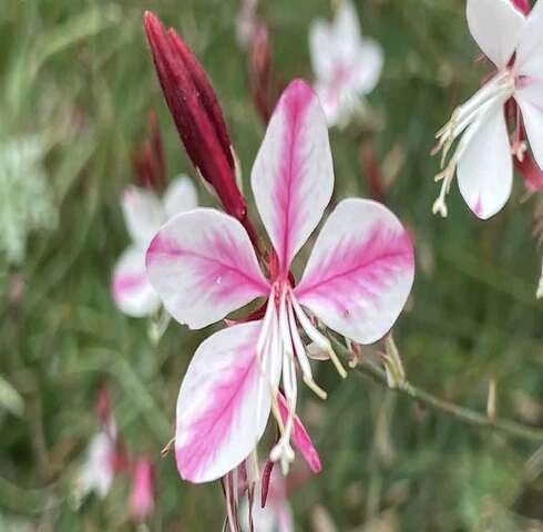 Pink White Gaura Flower Seeds