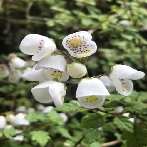 White Jovellana Flower Seeds