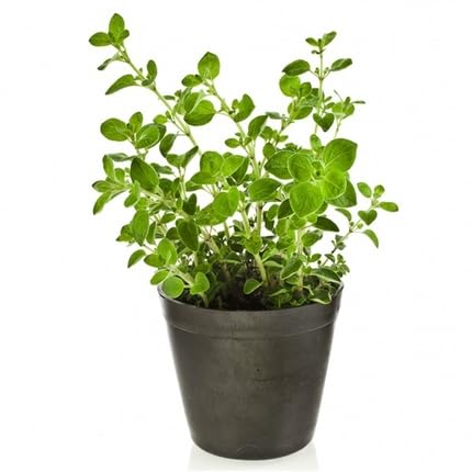 Green Oregano Plant Seeds herb seeds - fresh harvest, sustainable gardening garden seeds