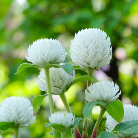 Gomphrena Flower Seeds