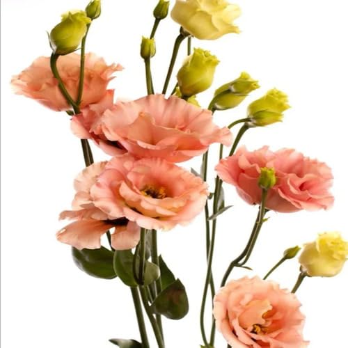 Orange Eustoma Flower Seeds